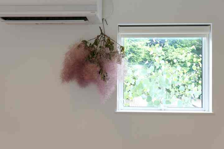 Pohon poplar di luar jendela telah tumbuh dan menjadi penghalang yang baik.
#Populus #アンティーク