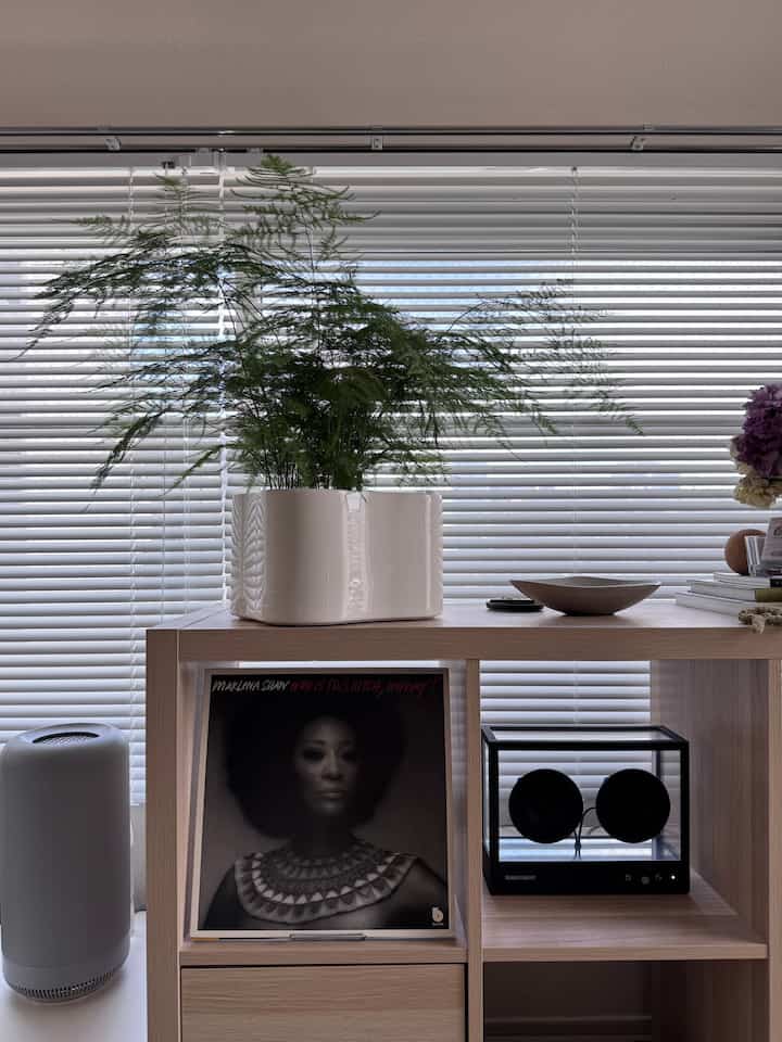 うちのアスパラガスの成長が著しい…🌳🌳🌳

#北欧インテリア 
#ミッドセンチュリー 
#ミッドセンチュリーモダン 
#ジャパンディ
#デザイナーズ
#japan
#ikea
#Vitra 
#Artek 
#アルヴァアアルト
#transparent
#スピーカー
#iittala
#ペット
#脱臭機
#観葉植物
#鉢
#収納
#レコードラック