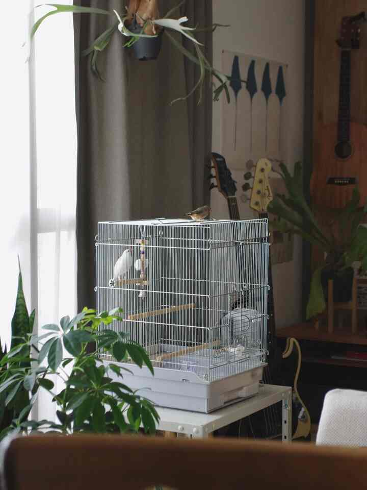 我が家の鳥かご周り
文鳥のぎんちゃん側は西陽が当たりまくるけど無印の遮光カーテンがいい役割を果たしてくれてます🌿
鳥かごを置くために買ったラックがシンプルで頑丈でお気に入り
ソファと高さが揃ってて目線が合うのも良いです

#2LDK #2人掛けソファ #リビング #ラック #ラック・シェルフ #DIY #観葉植物