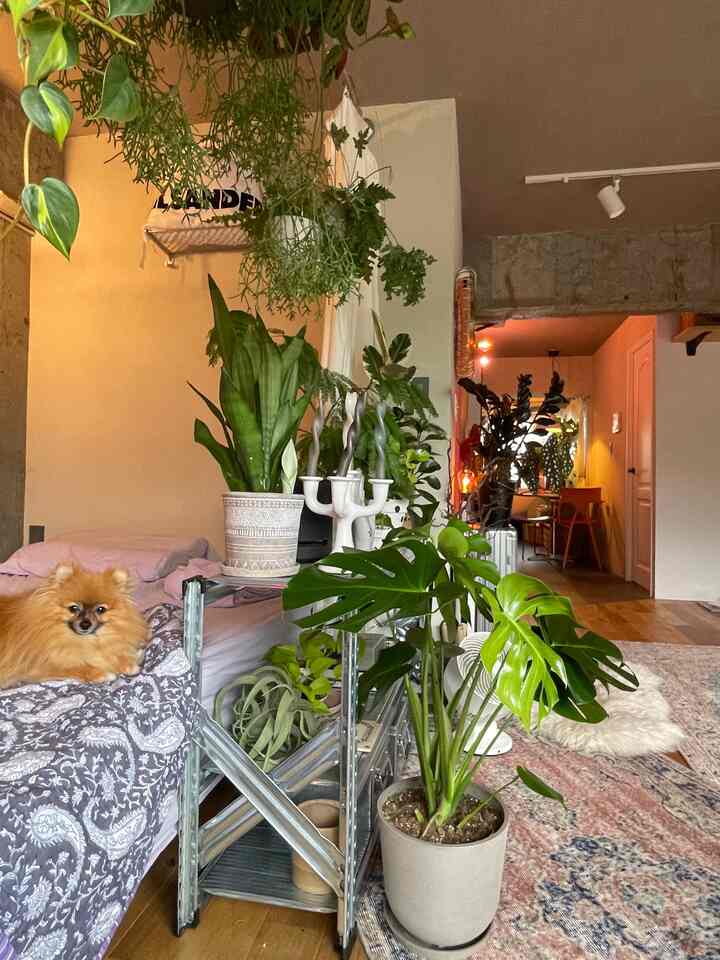 Light brown wood floor vintage living room featuring multiple plants and a small dog in a natural setting