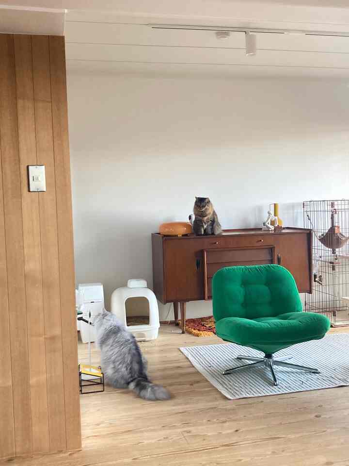#IKEA #IKEA家具 #ikeaソファ
#リビング #リビングインテリア
#リノベーション #リノベマンション
#猫のいる生活 
