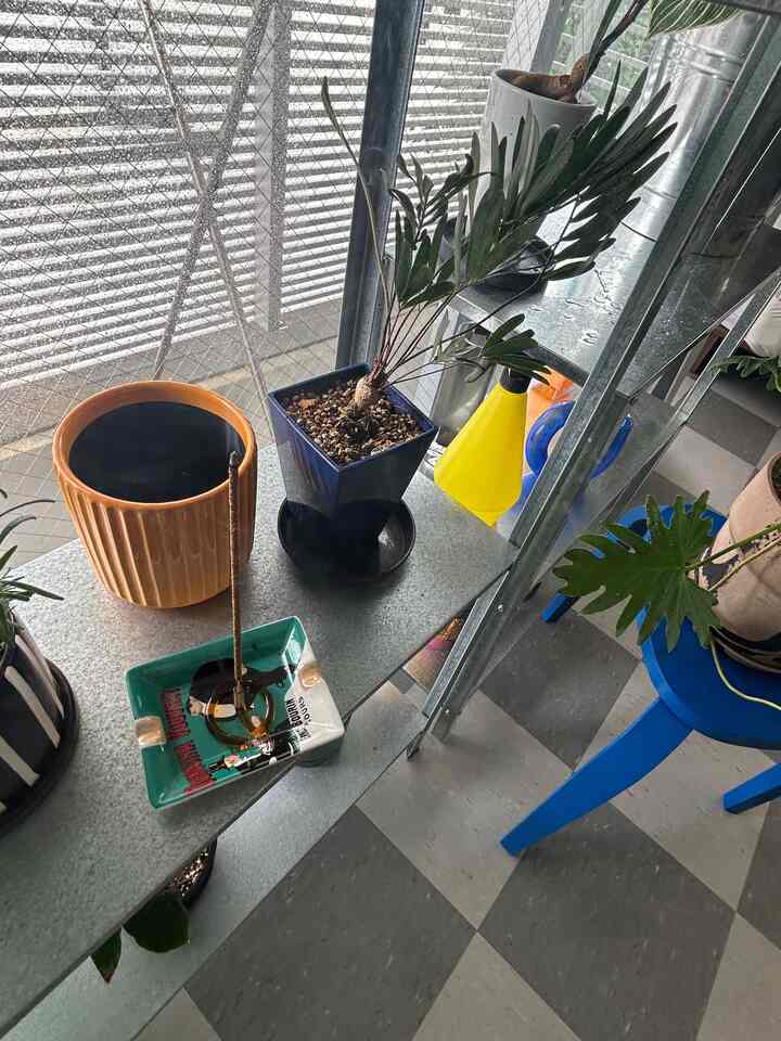 植物の水やりついでにお香焚く習慣🌱
amabroのアイテムは色々持ってるけど
お香立て見つけてから気になるブランドになったな...

.
.
.
 #お香 #植物 #植物棚 #植物インテリア 