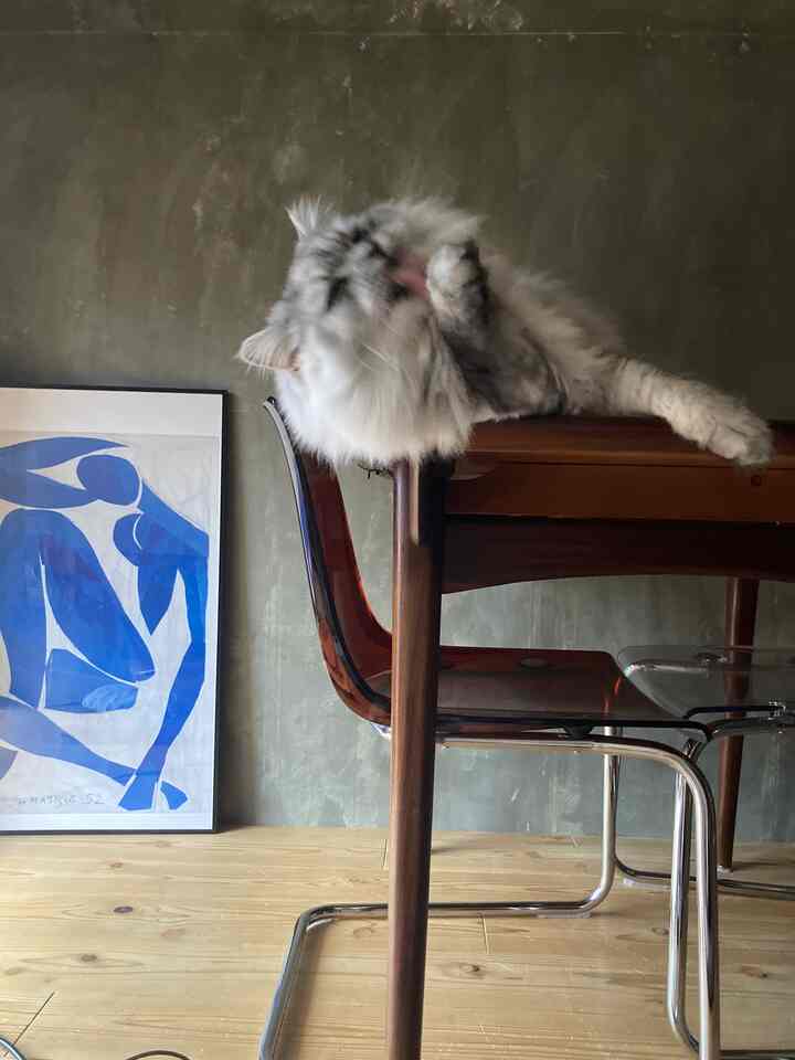 ナチュラルな木目調の床と透明なクロム脚のダイニングチェアがあるグレー調のダイニング、テーブルの上でくつろぐ猫が印象的な空間