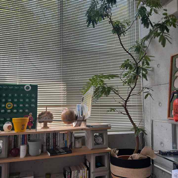 ウンベラータが調子悪いのでエバーフレッシュにしました。

#エバーフレッシュ #観葉植物 #雑貨店 #インテリア 