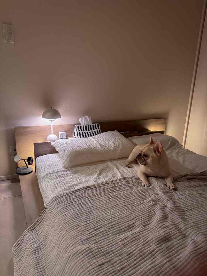 久々の寝室🐖

#北欧インテリア 
#ミッドセンチュリー 
#ミッドセンチュリーモダン 
#ジャパンディ
#デザイナーズ
#japan
#寝室
#bedroom
#bed
#ステージベッド
#無印良品
#RASIK
#frenchbulldog
#フレンチブルドッグ