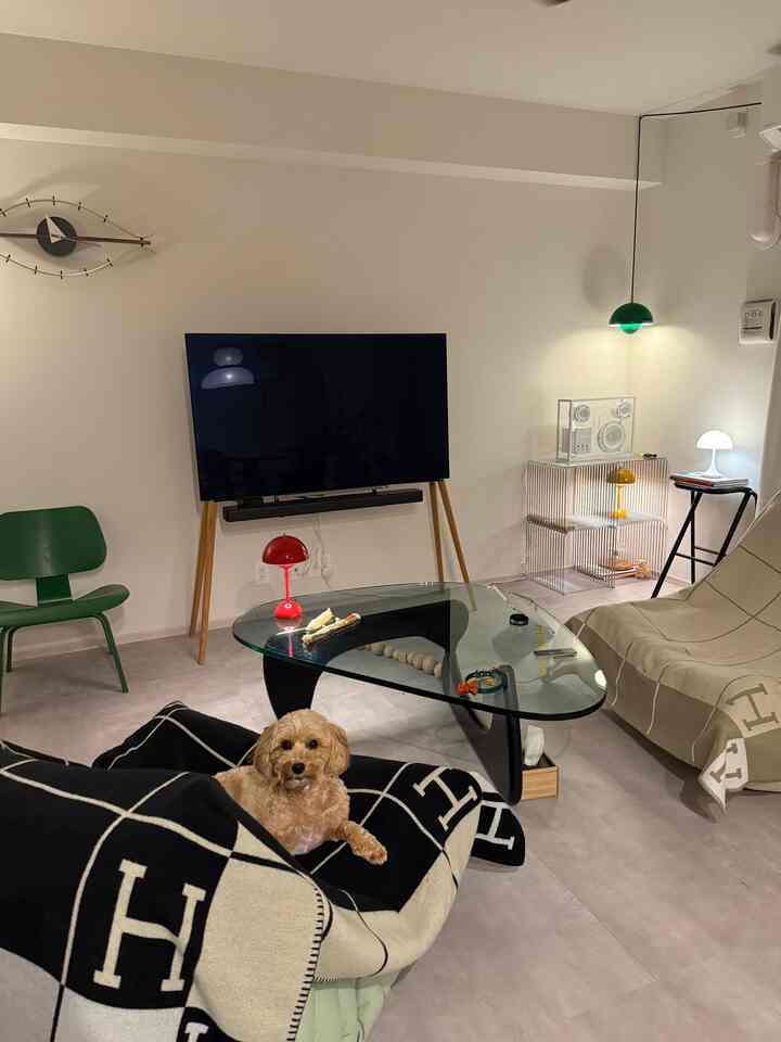 白を基調としたリビングにミッドセンチュリーモダンのソファとコーヒーテーブル、ペンダントライトやテーブルランプが配置され、犬のいる落ち着いたインテリア