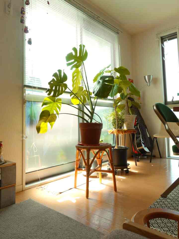 明るい自然光が差し込む、ウッドトーンの床と観葉植物のあるリビング