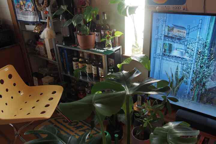 Living room with a yellow chair and many plants, featuring bar shelves and a TV creating a cozy atmosphere