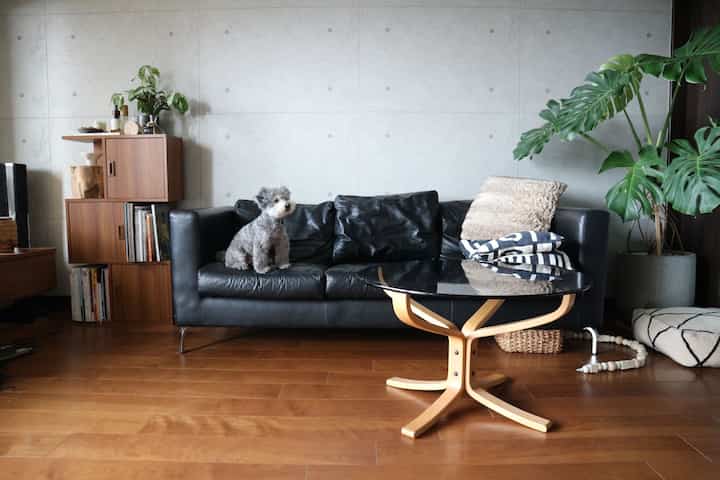 グレーのコンクリート壁と木目調の床があるミッドセンチュリーモダンのリビング、黒いレザーソファに座る犬とコーヒーテーブルが配置された印象的な空間