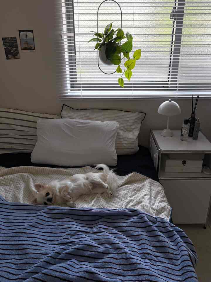 白と青のトーンの寝室、窓際に植物と寝具が配置された雰囲気のあるインテリア