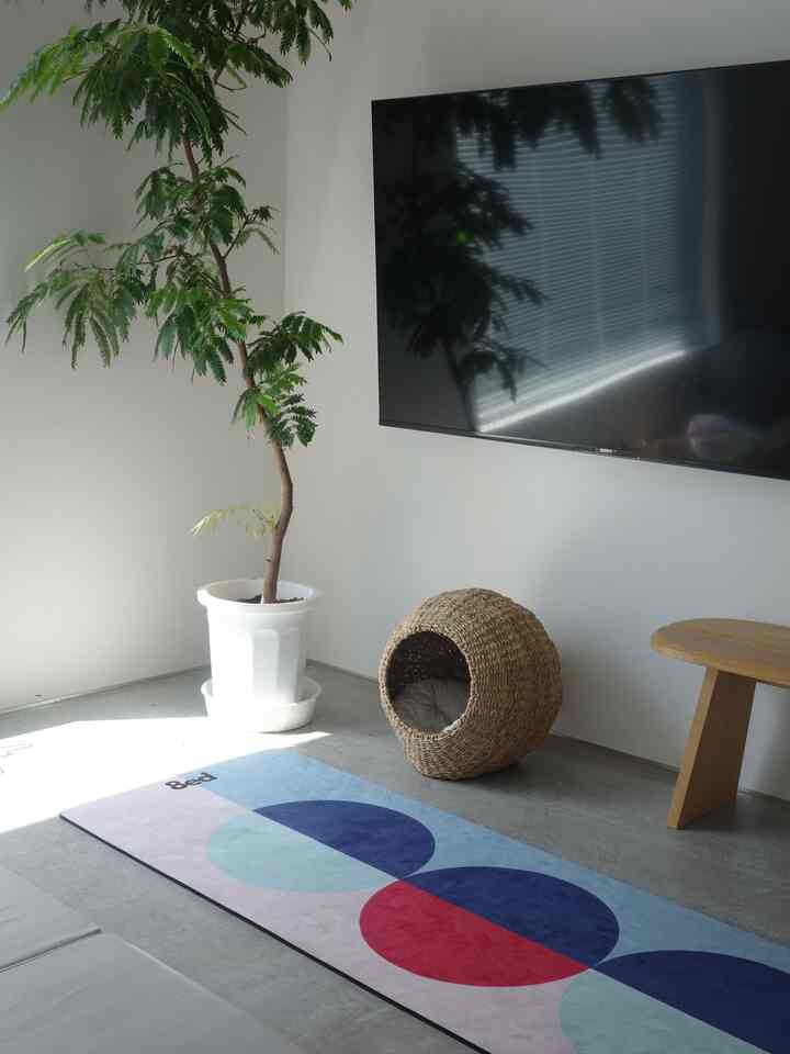 Modern living room with white walls and floor featuring a blue yoga mat, plant, and pet house