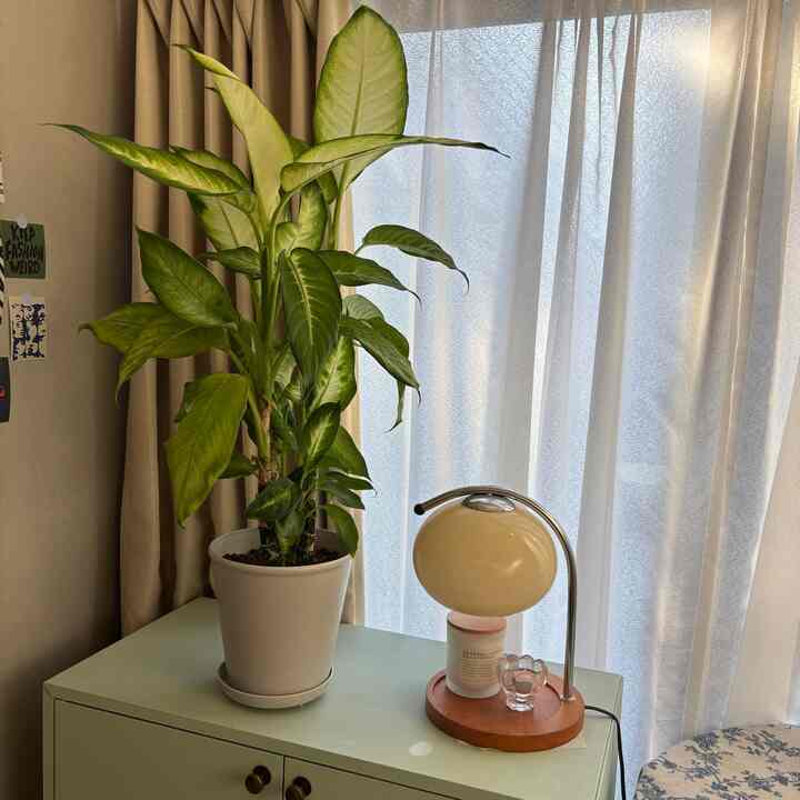 Beige-toned walls and curtains with green plant and cabinet in a studio apartment featuring a table lamp