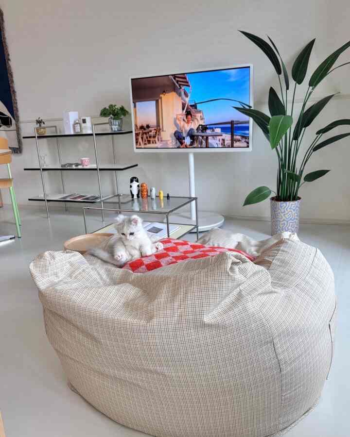 白とナチュラルカラーのリビング、ベージュのビーズクッションに猫、テレビ台と背の高い観葉植物が配置された印象的な空間