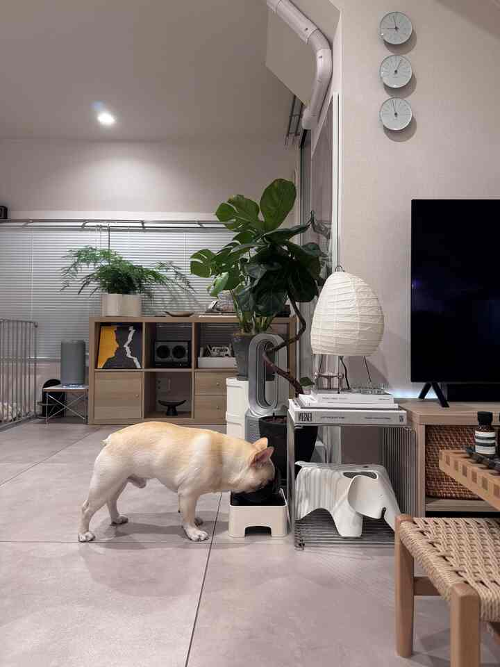 White and wood tone living room featuring a dog eating from a bowl in a natural, cozy setting