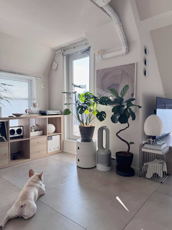 白と木目調が調和したリビング、観葉植物とフレンチブルドッグが配置された落ち着いた雰囲気のインテリア