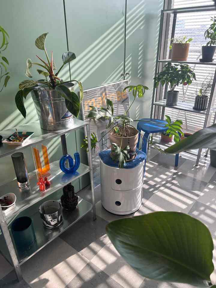 自然光の入り方が最高🌱
今の家選んだ理由の一つ
.
.
.
#植物インテリア #観葉植物 #ミッドセンチュリー #ミッドセンチュリーモダン #インテリア #植物のある生活 