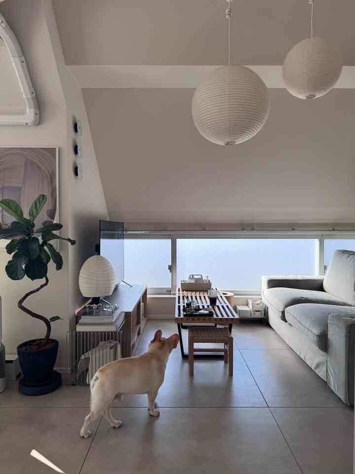 白色を基調とした自然なトーンのリビング、犬がいるシンプルモダンな雰囲気のインテリア