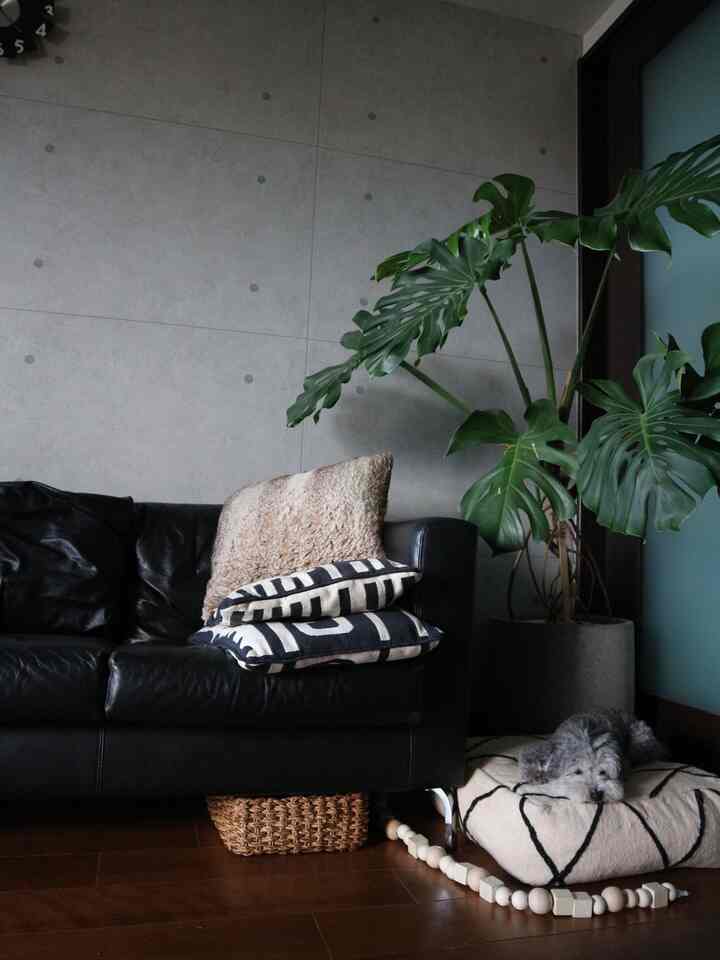 Living room with a black sofa and wood-tone flooring, large monstera plant on right, dog resting on pet bed creating cozy atmosphere