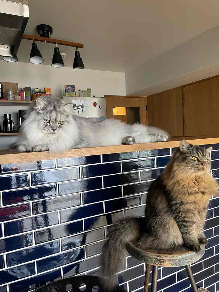 一緒に窓を眺めています

#キッチン #カウンターキッチン
#キッチンインテリア
#無印良品
#デロンギ　#リノベーション
#リノベマンション
#ビンテージ家具 #ミッドセンチュリー