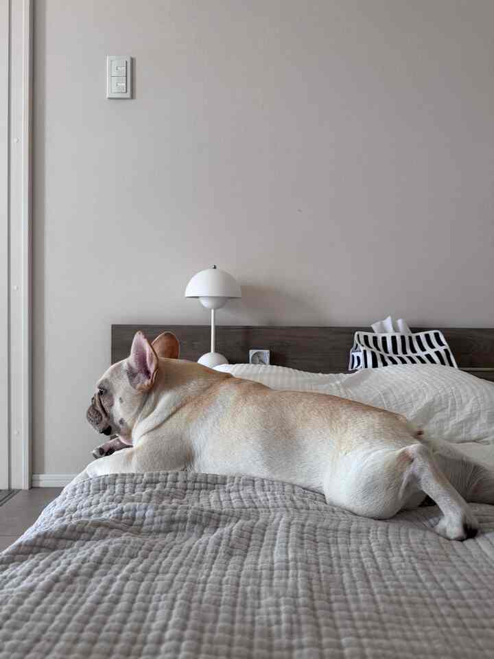 家主よりもくつろぐ🐖

#北欧インテリア 
#ミッドセンチュリー 
#ミッドセンチュリーモダン 
#ジャパンディ
#デザイナーズ
#japan
#寝室
#bedroom
#bed
#ステージベッド
#無印良品
#RASIK
#frenchbulldog
#フレンチブルドッグ
#AKARI
#isamunoguchi
#イサムノグチ
#artek
#7chair
#fritzhansen
#ペットのインテリア 
#ペット 