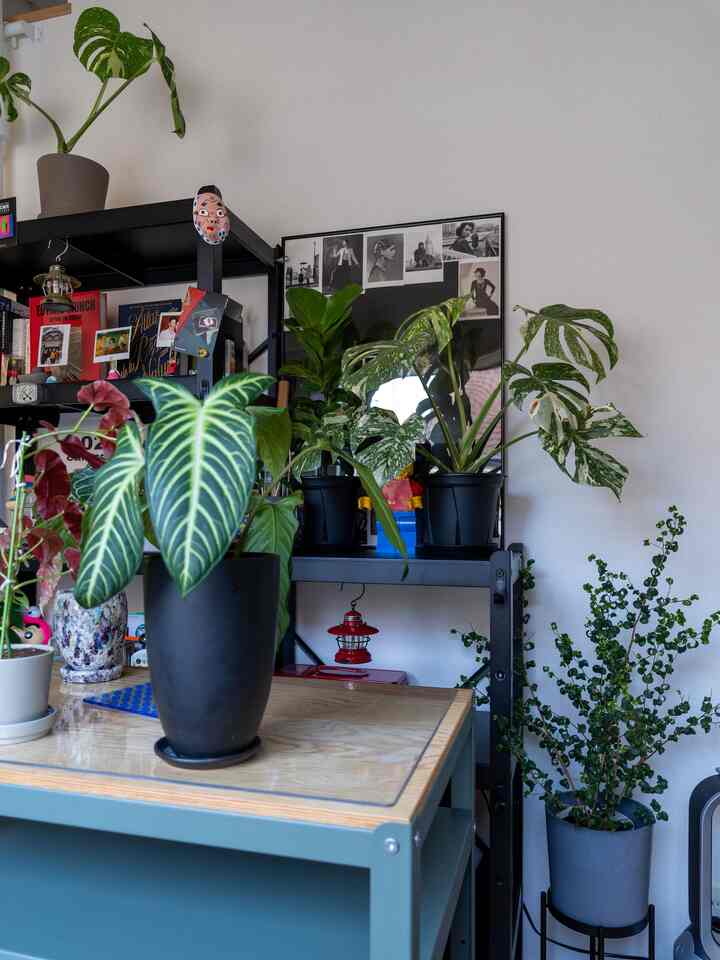 Troli pindahan 🛞

#Troli #ロール #作業スペース #作業中 #移動ワゴン #観葉植物 #IKEA #本棚