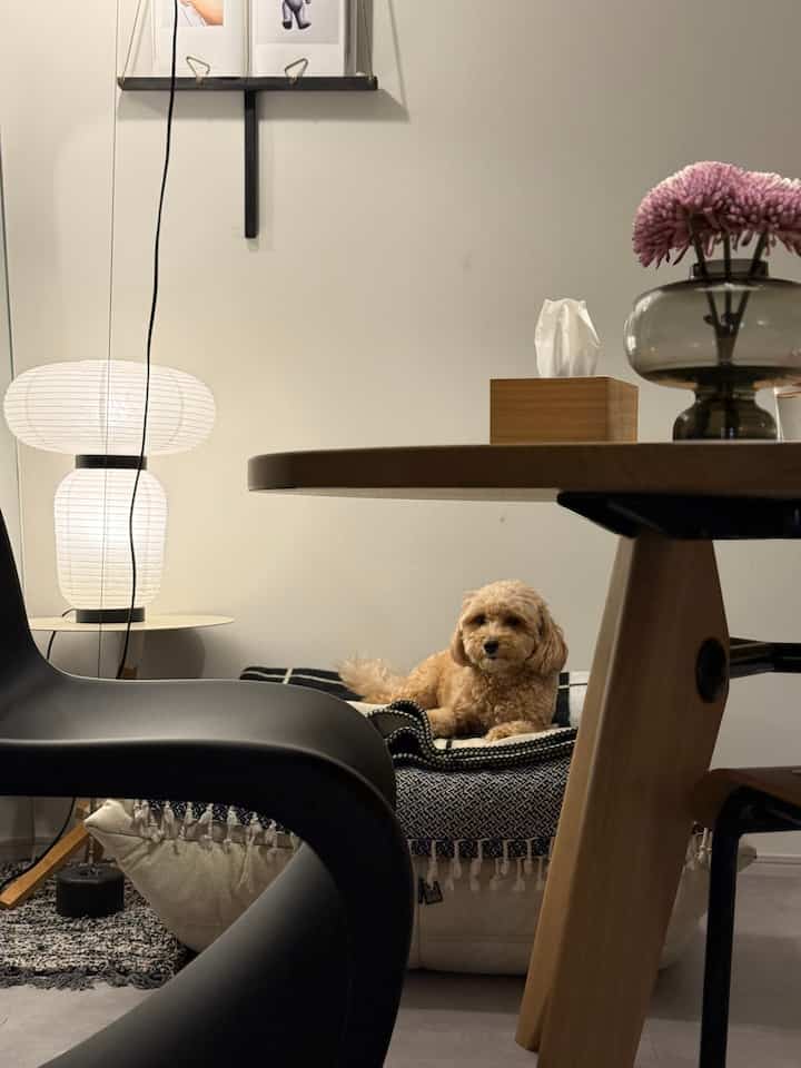 温かみのある木目調と黒の家具が配置されたリビング、小さな犬がペットベッドでくつろぐ雰囲気のあるインテリア