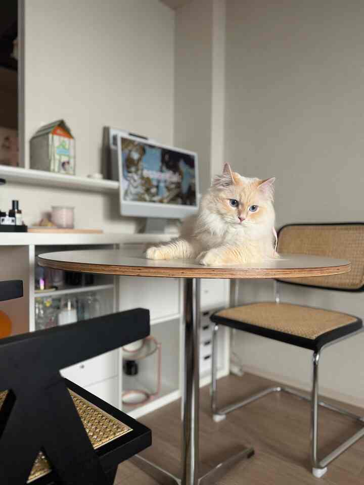 Compact home office space in white and brown tones featuring rattan chairs and a round table with a relaxed cat on top