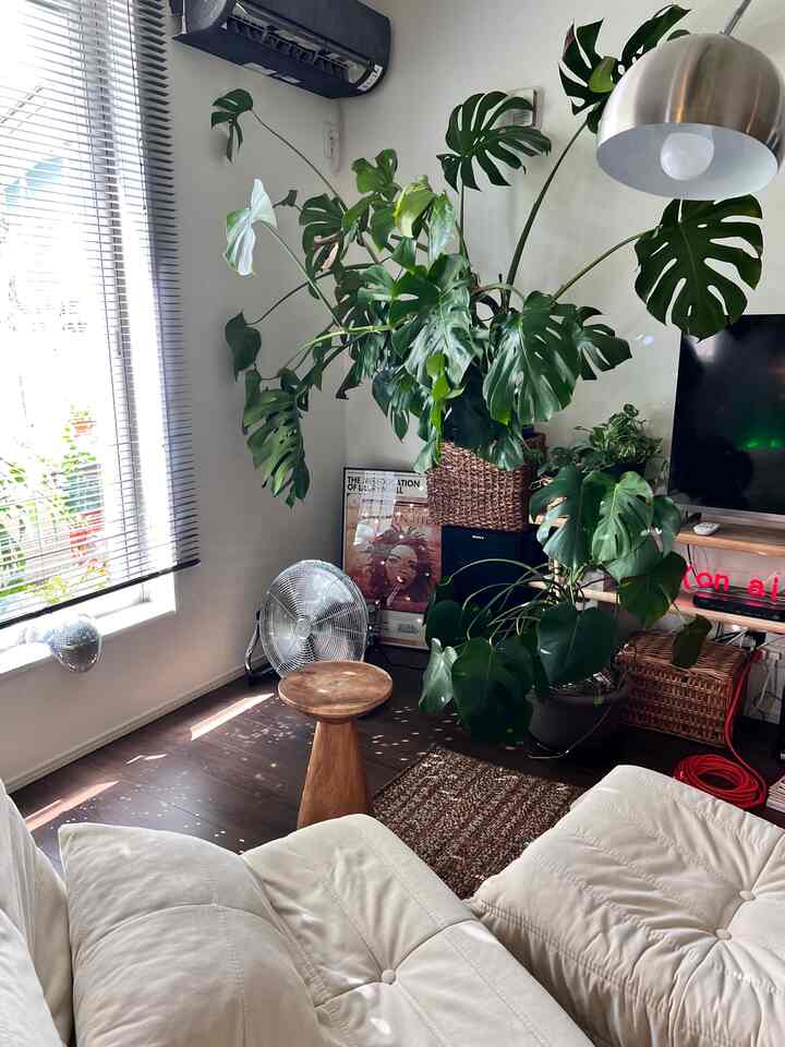 New Home 🌿
Creating a New Room

#RoomInterior #リビング植物 #リビングインテリア 
#Midcentury #お家 #落ち着いた色 #アジア工房 #アジアン