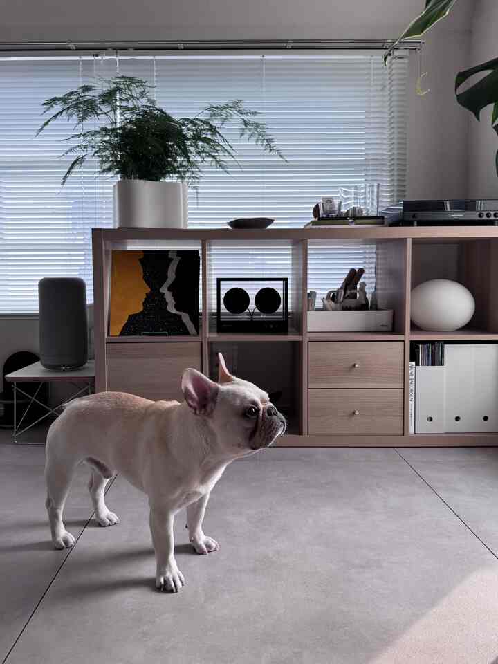 木目調の収納棚と白いブラインドがあるリビング、フレンチブルドッグと透明なスピーカーが配置された清潔感のある空間