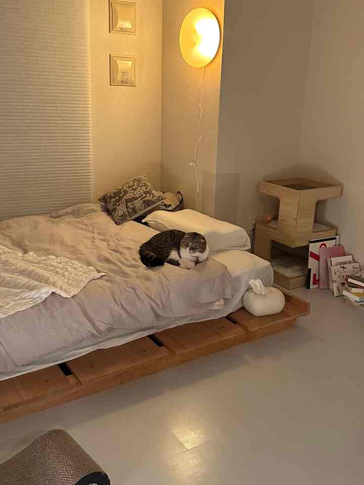 Natural beige and wood-tone studio bedroom featuring a wooden platform bed with a cat resting on it, accompanied by a cat tower and pet accessories in a cozy setting