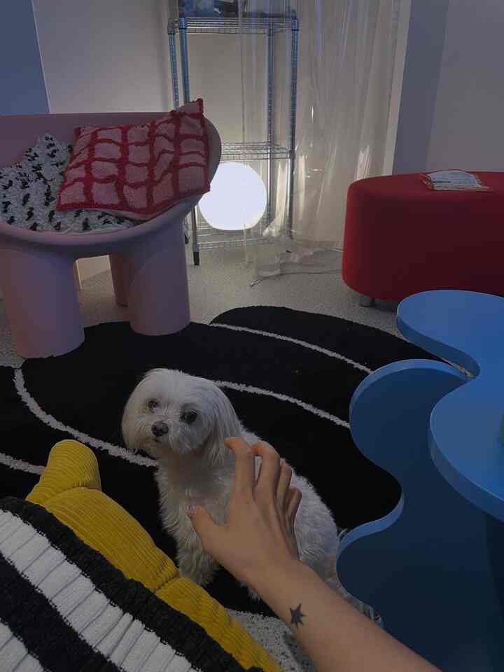 黒いラグの上に小さな白い犬とピンクのアームチェア、赤いオットマンが配置された居心地の良いリビングスペース