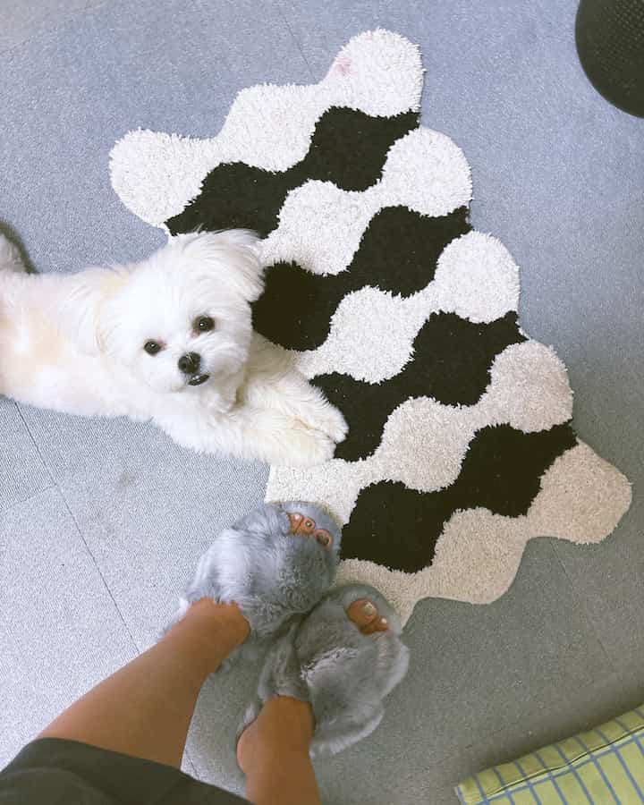Monotone 1K room with gray floor, black-and-white patterned rug, small white dog, and gray furry slippers, creating a cozy vibe