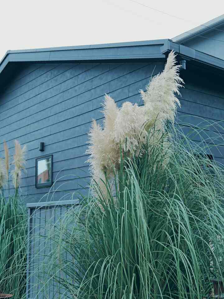 Tunas rumput pampas sudah mulai tumbuh.
#PampasGrass #ガーデン
