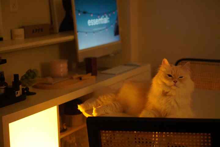 #IKEA #猫と暮らす
iMacは作業使いもスピーカー使いもできて本当に便利