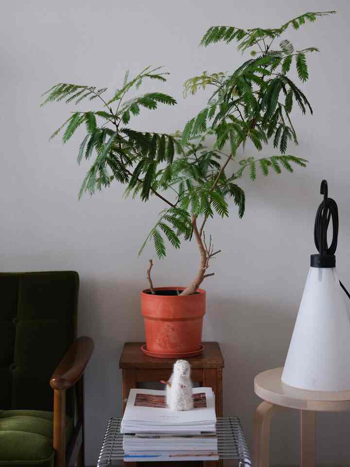 The everfresh tree's shape is getting cool! 🪴

——————————————————

These delicate leaves are so cute!

Everfresh's unique feature is that it blends seamlessly into a variety of interiors, from Scandinavian to Japanese-style. 🌱

I'd love to say it's easy to grow and highly recommended, but I've had to kill it a few times.

It might be prone to withering if it gets too much sun. 🤔

—————————————————

#everfresh
#houseplantinterior
#pithecellobium
#greenlife
#konstantingrčić
#flosmayday
#karimoku
#kchair
#karimoku