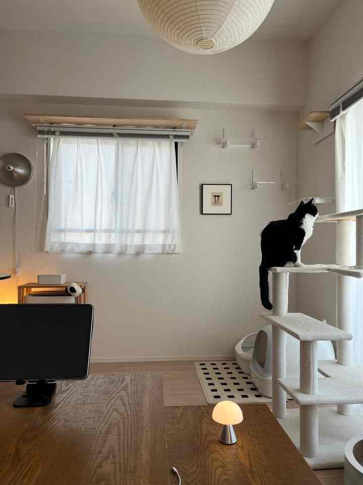 Monotone white and black with wood tones in a 1LDK living room featuring a cat tower, rug, and table lamp in a clean setup