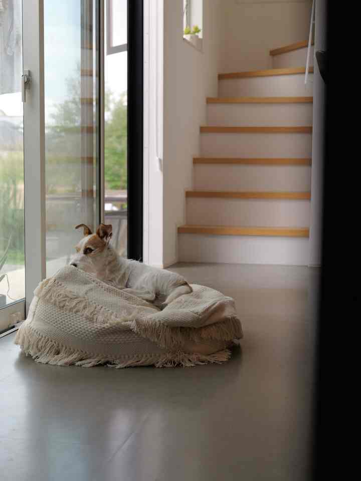 ナチュラルカラーの玄関、階段横にペットベッドでくつろぐ犬がいる雰囲気のあるインテリア