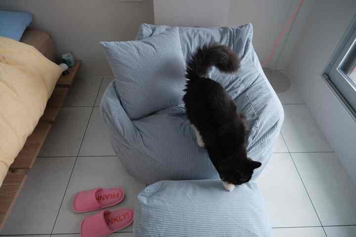 スカイブルーのビーズクッションとベージュのベッドがある一人暮らしの寝室、ビーズクッションの上に猫が座る居心地の良い空間