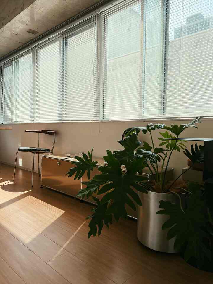 Kelebihan menggunakan penutup pot beroda adalah memudahkan penyiraman.

Saya bisa memindahkan tanaman ke tempat yang terasa lebih nyaman, tergantung harinya.

#RuangTamu #観葉植物 #キャビネット #鉢植え #ダイニングチェア