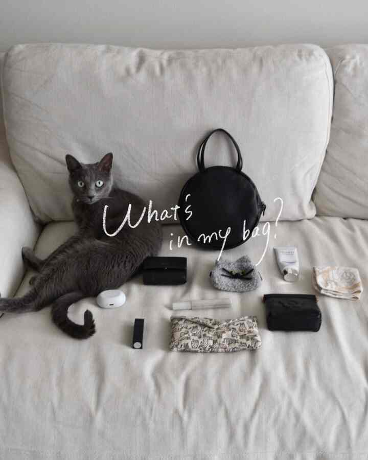 なぜそこに座る？

#猫とインテリア #カバンの中身
#インテリア雑貨 #猫との暮らし #ソファ