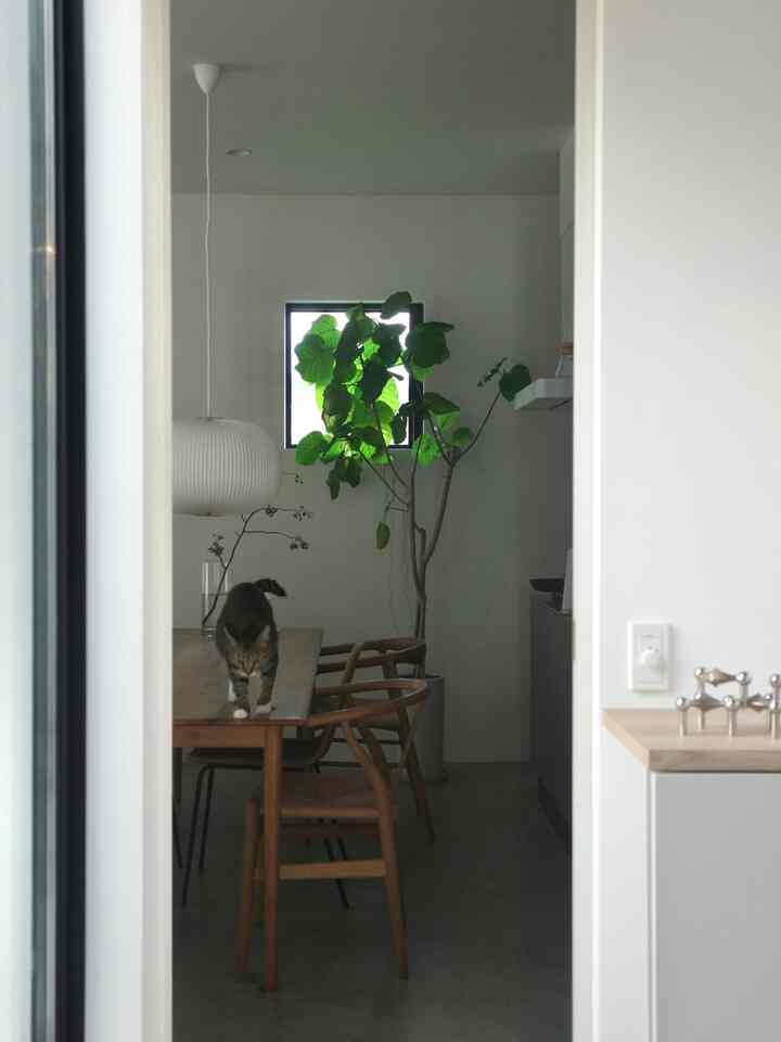 白い壁と木目調のダイニングテーブルがあるナチュラルなダイニング、テーブル上の猫と窓際の大きな植物を配した雰囲気のあるインテリア