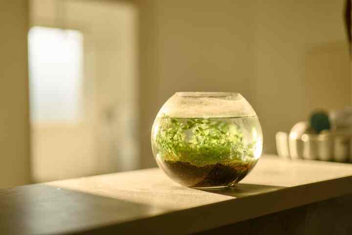 カプセルトイのモスがグングン育つので大きい水槽に移したらさらに元気
#アクアリウム