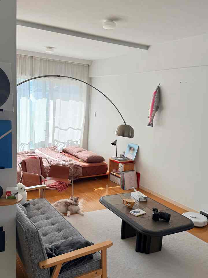 A white and brown toned single household living room with a bed, sofa, and rug arranged in a modern style, featuring a cat and natural lighting