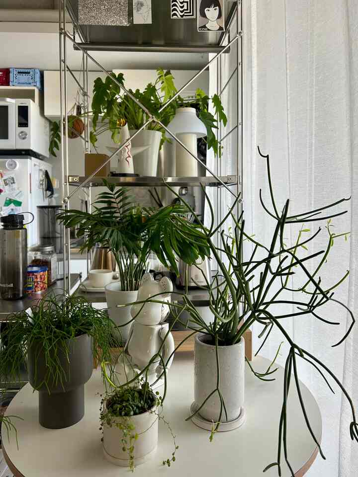 #観葉植物　#フィギュア　#ワンルーム

植物が大集結！
日当たりが限られるので自然と集まります笑

