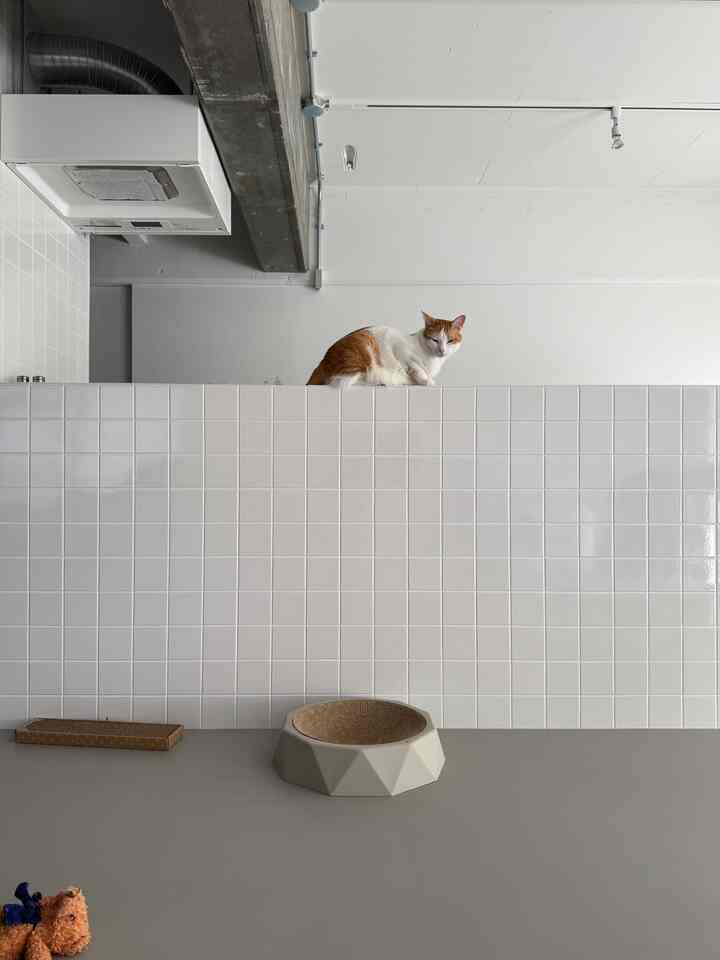 白いタイル壁と床のモダンで清潔感のある空間、中心にキャットフードボウルとスクラッチャー、壁の上に猫がいる