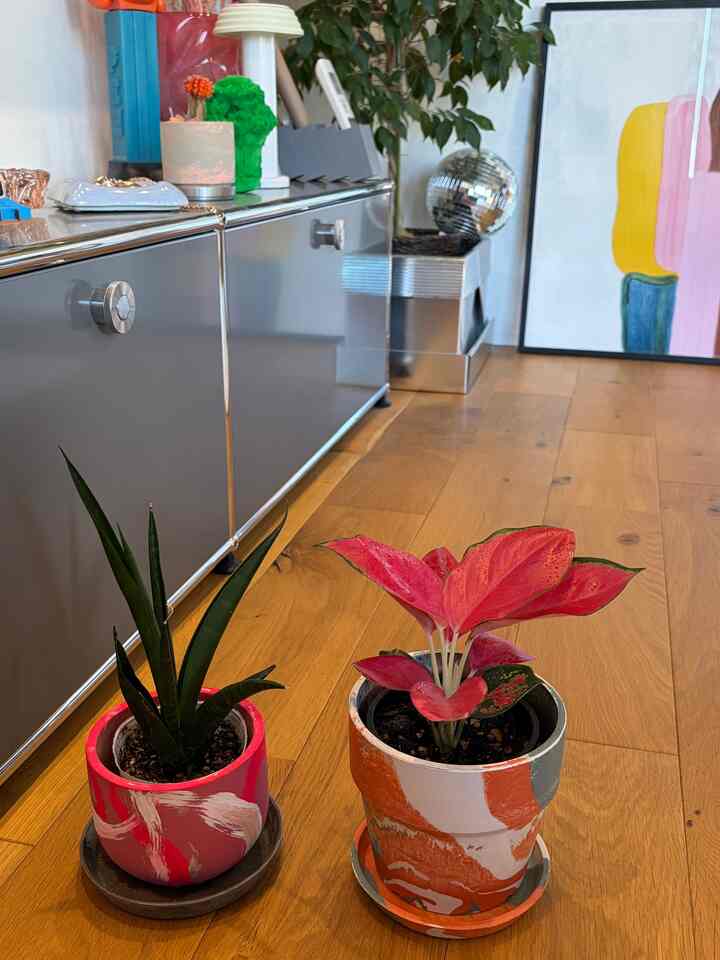 水やり&日向ぼっこで場所移動中🏟️
#植木鉢インテリア #観葉植物 #植物のある生活 
