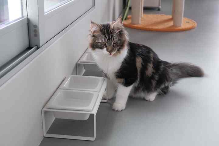 白を基調とした空間、窓際に置かれた猫用のフードボウルと猫がいるシンプルでモダンなインテリア