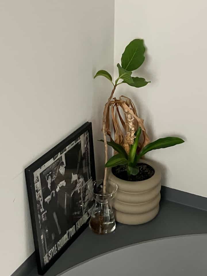 Natural interior near stairs featuring green plants and beige pot with an LP frame in a small cozy space
