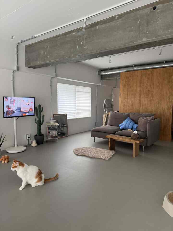 20畳のLDK
写真にするとすごく広く見える
元気に走り回っています🐈

#リビング 
#一人暮らし 
#リノベーション 
#マンションリノベ
#猫と家 