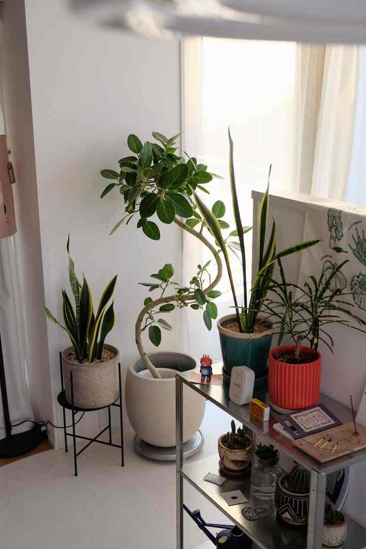 グリーンがたくさん増えて
賑やかになってきました🪴

┈┈┈┈┈┈┈┈┈┈┈┈┈
@kazetti_05 
-
30代夫婦のお家と日常
2LDK ⌇ 76㎡ ⌇ Japan

中古マンションをフルリノベ🚶🏼‍♂️🚶🏼‍♀️
いちからお家作りを楽しんでます。
┈┈┈┈┈┈┈┈┈┈┈┈┈

#暮らしを楽しむ #日々の記録 #お部屋づくり 
#リノベ #マンション暮らし #2人暮らし
#中古マンション #中古マンションリノベーション #テレビ棚 #テレビ台 #2LDK 
#中古リノベ
#ライフスタイル #マイホームアカウント
#ikea #ikea購入品